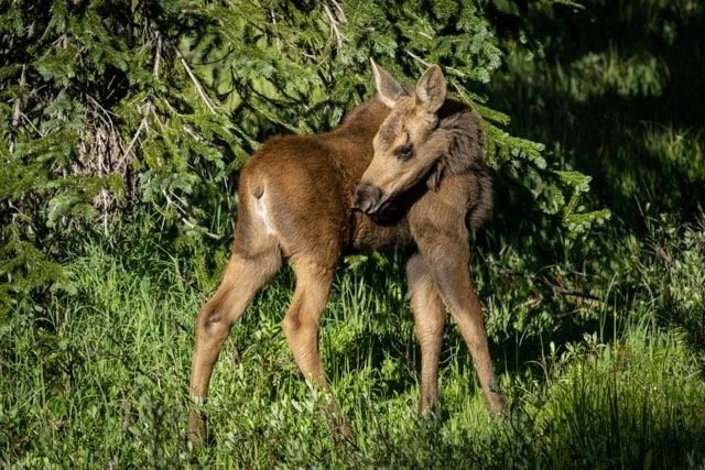 DSC08179p Medium.jpeg