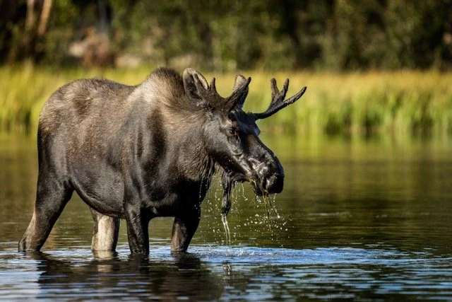 DSC07022p Medium.jpeg