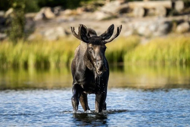 DSC06890p Medium.jpeg