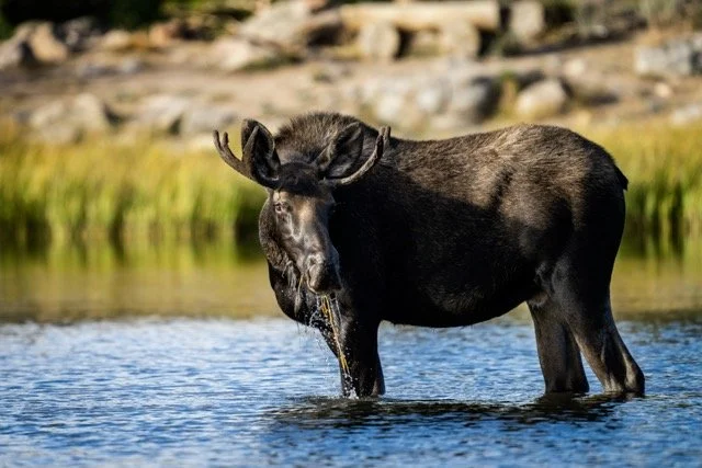 DSC06868p Medium.jpeg