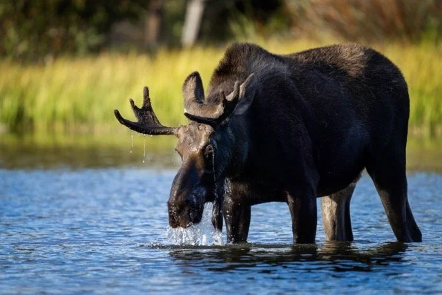 DSC06796p Medium.jpeg