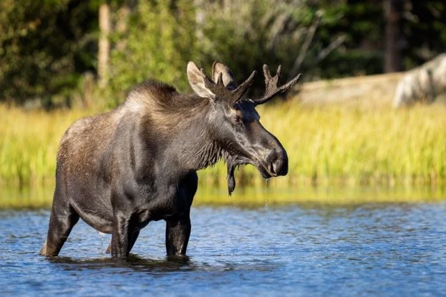 DSC06619p Medium.jpeg