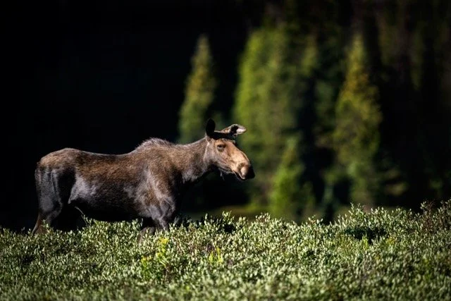 DSC_8577p Medium.jpeg