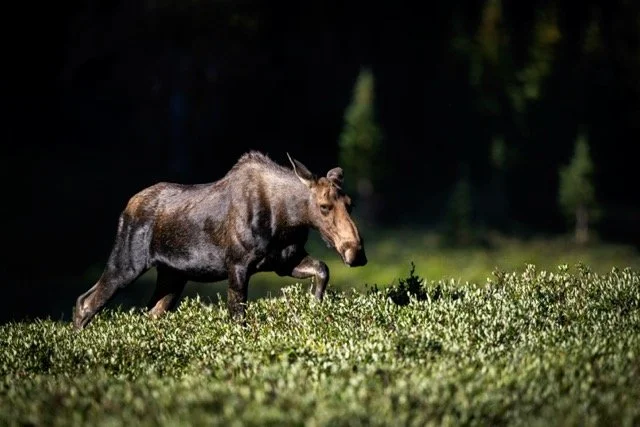 DSC_8559p Medium.jpeg