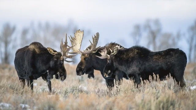 DSC_7487p Medium.jpeg