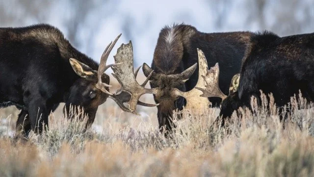 DSC_7508p Medium.jpeg