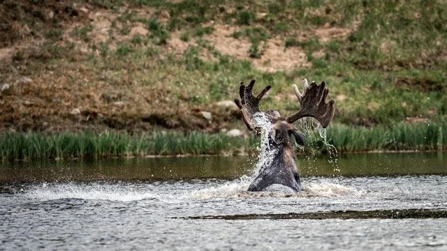 DSC_6658p Medium.jpeg