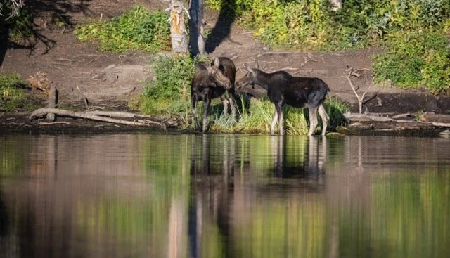 DSC_6667p Medium.jpeg