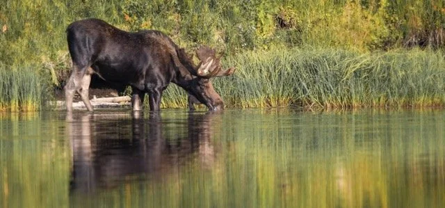 DSC_7287p Medium.jpeg