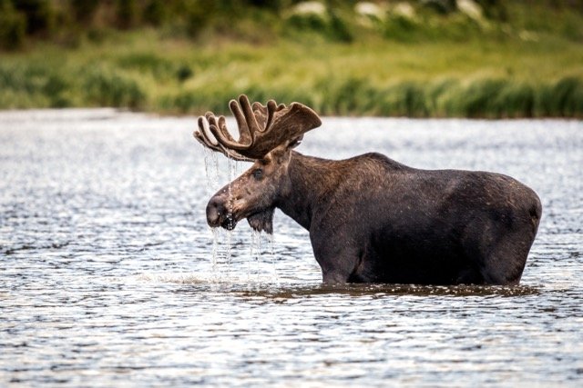 DSC_6499p Medium.jpeg