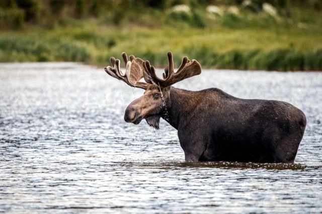 DSC_6507p Medium.jpeg