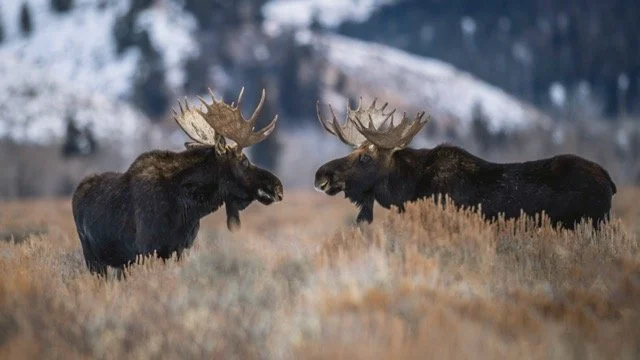 DSC_6484p Medium.jpeg