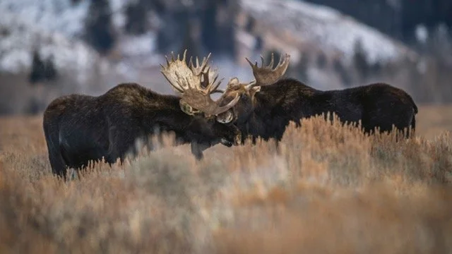 DSC_6496p Medium.jpeg