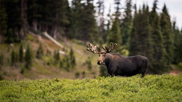 DSC_6419p Medium.jpeg