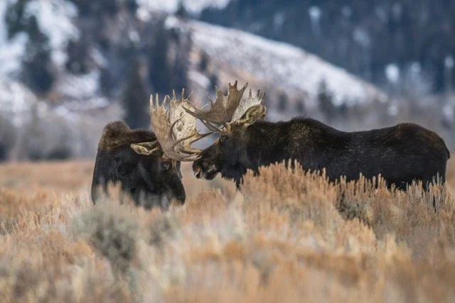 DSC_6446p Medium.jpeg