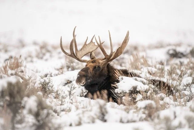 DSC_5681p Medium.jpeg