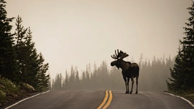 DSC_1310p Medium.jpeg