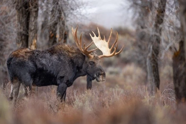 _V3A7954p Medium.jpeg