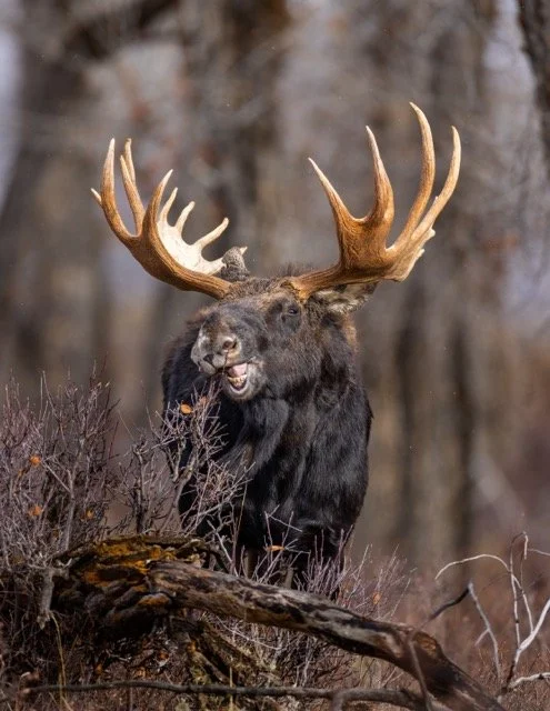 _V3A7890p Medium.jpeg