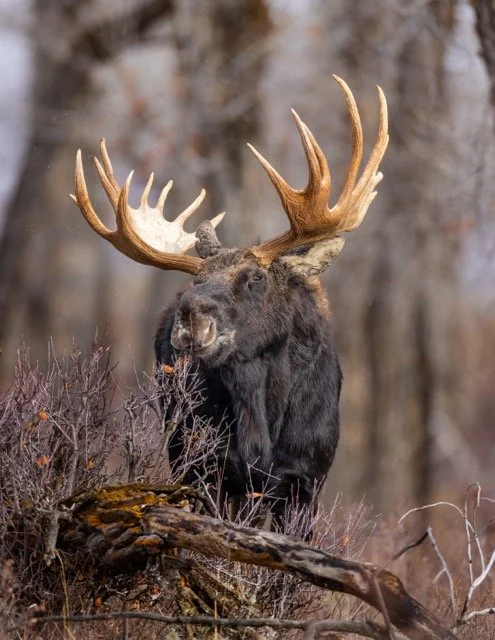 _V3A7888p Medium.jpeg