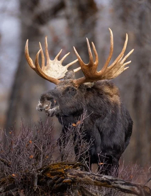 _V3A7825p Medium.jpeg