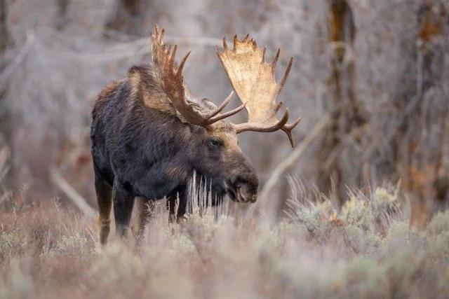 _V3A7247p Medium.jpeg