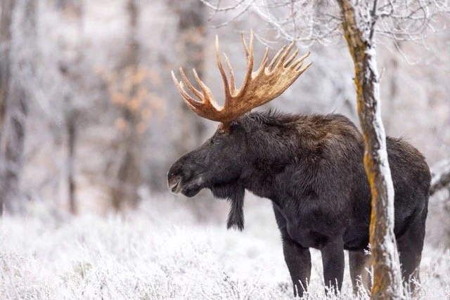 _V3A6931p Medium.jpeg