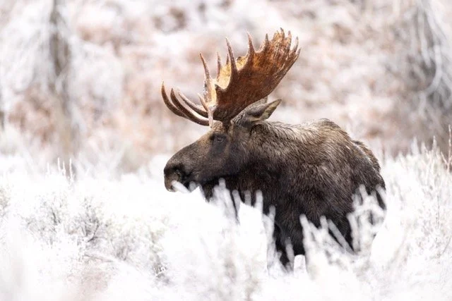 _V3A6548p Medium.jpeg