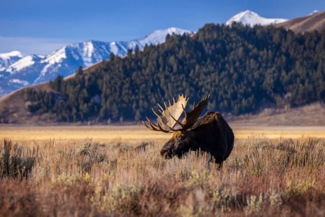 _P1A9738p Medium.jpeg