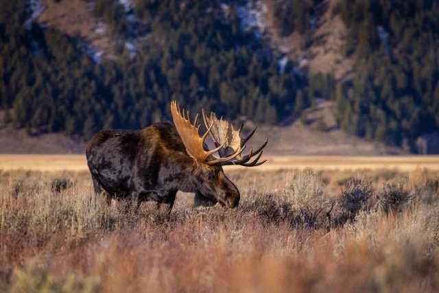 _P1A9582p Medium.jpeg