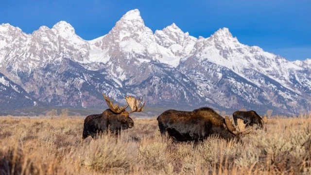 _P1A9437p Medium.jpeg