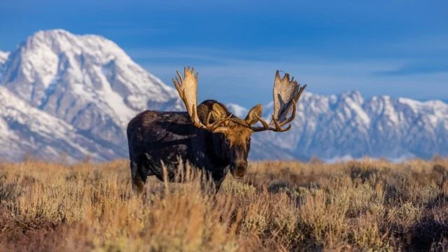 _P1A9285p Medium.jpeg