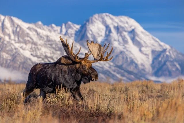 _P1A9240p Medium.jpeg