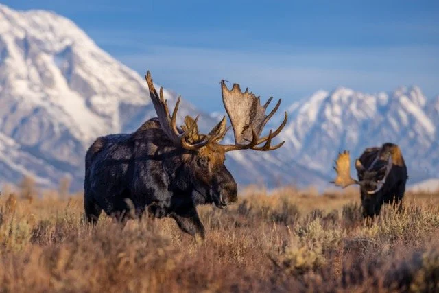 _P1A9156p Medium.jpeg