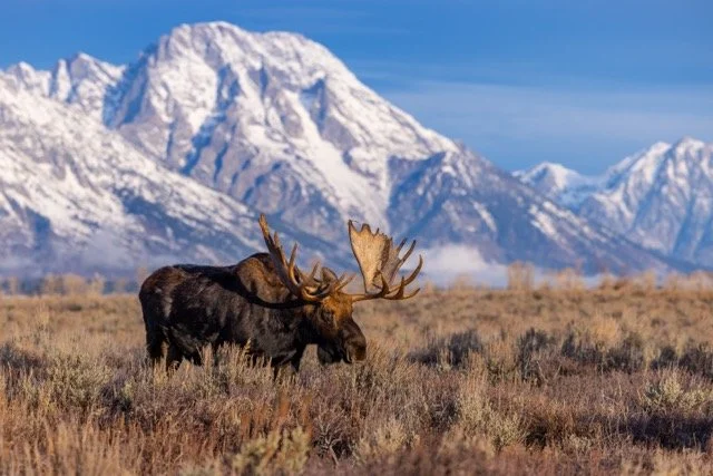 _P1A9092p Medium.jpeg