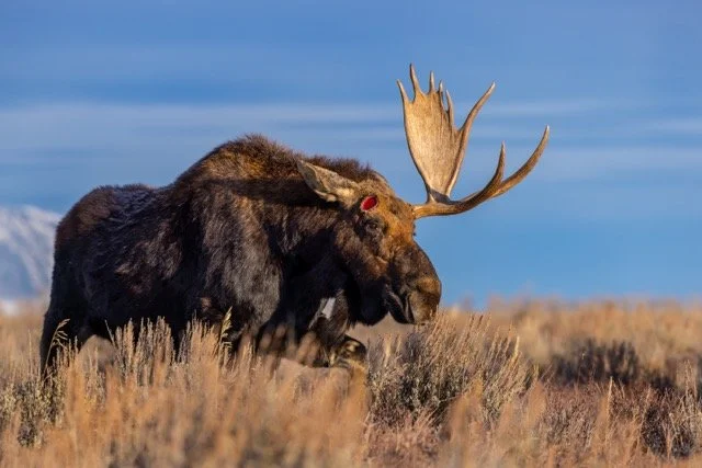 _P1A9044p Medium.jpeg