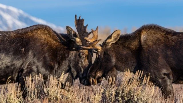 _P1A8855p Medium.jpeg