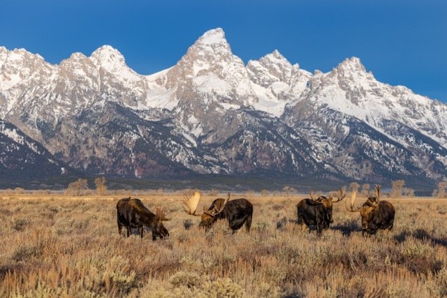 _P1A8530p Medium.jpeg