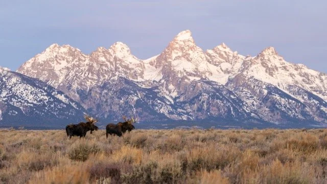 _P1A8147p Medium.jpeg