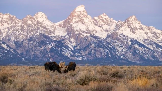 _P1A8125p Medium.jpeg