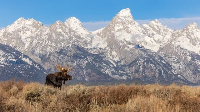 _P1A7724p Medium.jpeg