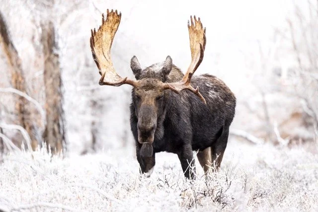 _P1A6119p Medium.jpeg