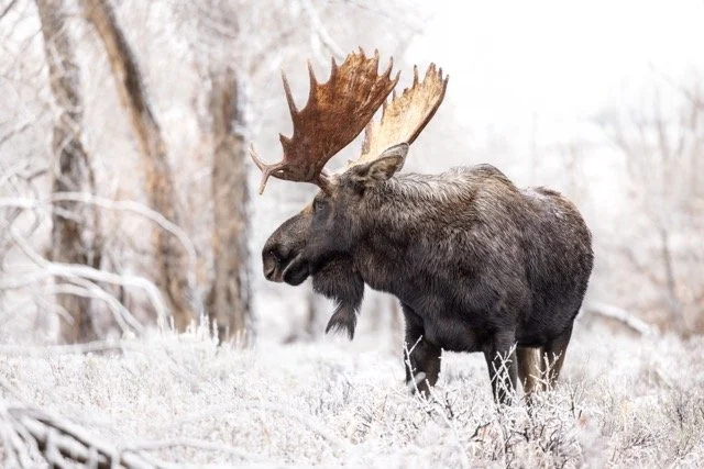 _P1A6053p Medium.jpeg