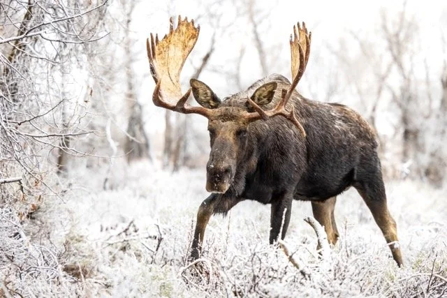 _P1A5954p Medium.jpeg