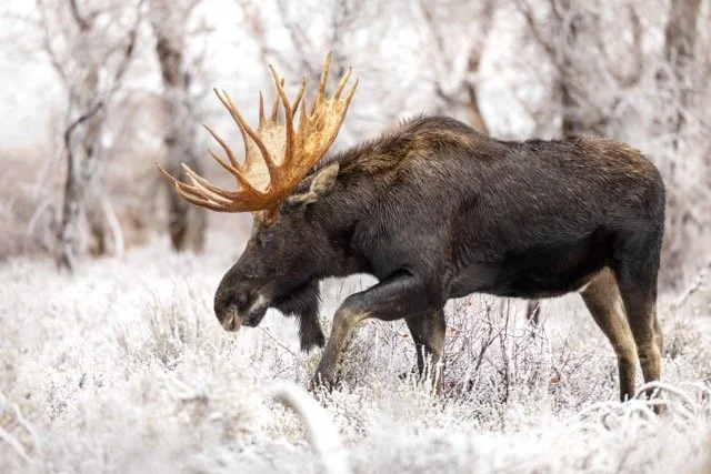 _P1A5814p Medium.jpeg