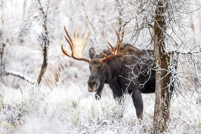 _P1A5767p Medium.jpeg