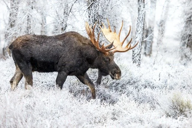 _P1A5709p Medium.jpeg