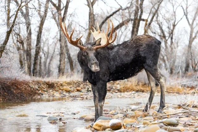 _P1A5577p Medium.jpeg