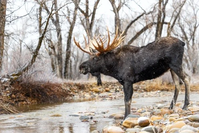 _P1A5560p Medium.jpeg