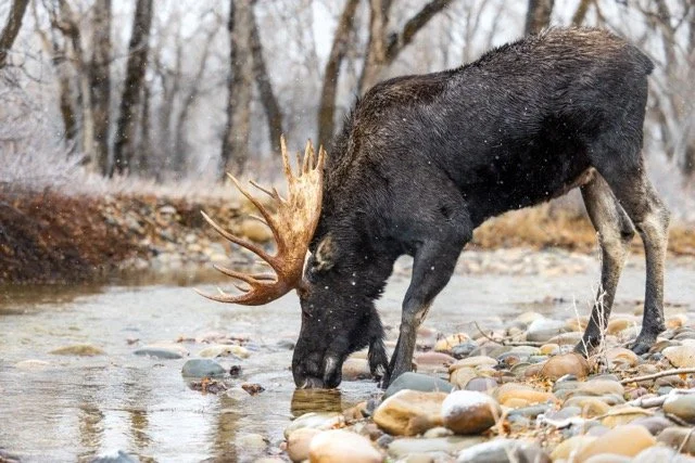 _P1A5417p Medium.jpeg